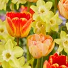 Bloomique - Mischung aus 50 - Beauty Mix - Mischung aus 6 Produktbild-Vorschau 6