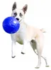 Jolly Hundespielzeug Fußball blau, Größe: L Produktbild-Vorschau 6