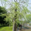 Madagaskarský strom fantom (Moringa drouhardii)  – 3 semena Náhled obrázku produktu 1