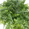 Tarantel, Vogelfarn, Spinnenfarn, Humata tyermannii, Produktbild-Vorschau 3