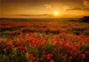 Wallario selbstklebendes Poster - Mohnblumenwiese bei Produktbild-Vorschau 1
