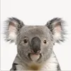 MuchoWow® Poster Koala - Koala Bär - Mädchen - Jungen - Produktbild-Vorschau 1