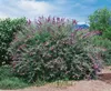 Buddleja 'Lochinch', Schmetterlingsflieder, lavendelblau, Produktbild-Vorschau 4