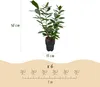Green boutiQ - Haagplanten - Prunus laurocerasus Novita - Voir les images du produit 3