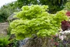 Acer shirasawanum 'Aureum', Japanischer Ahorn, goldgelb, Produktbild-Vorschau 10