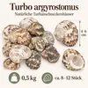 Turbo argyrostomus 0,5 kg, 4-6 cm, ca. 8-12 Stück mit Größenangabe Produktbild-Vorschau