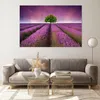 Bilder auf glas - Wiese lavenda Sommer Landschaft - Produktbild-Vorschau 7
