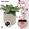 A white ceramic pot with a textured pattern, containing a green and white striped plant. Informational graphics are overlaid on the right side. Náhled obrázku produktu