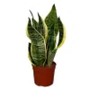 Zimmerpflanzen Set 4er: Alocasia Polly, Bogenhanf, Produktbild-Vorschau 3