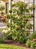 Brombeżka Black Satin, 50–70 cm – bezkolczasta odmiana Podgląd zdjęcia produktu 3