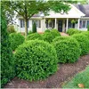 Bosso - Buxus NewGen Freedom - 48 piante - altezza circa 15 Anteprima dell’immagine prodotto 4