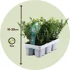 Cezmína vrúbkovaná - 12 ks. - Ilex crenata 'Jenny' - Výška Náhľad obrázku produktu 2