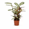 Calathea picturata 'Argentea' ca. 40 cm – Calathea Anteprima dell’immagine prodotto 1