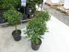 Kaviarlimette 65 - 75 cm | grüner Kaviar | Zitrusbaum | Produktbild-Vorschau 4