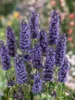 Agastache rugosa 'Black Adder', Duftnessel, violett, ca. Produktbild-Vorschau 4