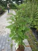 Sorbus aucuparia Autumn Spire (R) - Herbst-Eberesche Autumn Produktbild-Vorschau 1