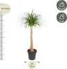 olifantspoot Beaucarnea 120cm Ø32cm kamerplant met dickem Productafbeelding-voorbeeld 2