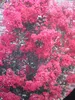 Lagerstroemia Indica Tuskegee - Kräuselmyrte Tuskegee - Produktbild-Vorschau 1