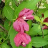 Liebliche Weigelie Bristol Ruby 2L Produktbild-Vorschau 5