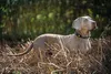 Beeztees Parinca Premium - Collier pour chien - nylon - Voir les images du produit 4