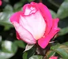 Dehner Rose Beetrose Heimatmelodie®, Züchter Tantau, Produktbild-Vorschau 1