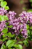 Syringa meyeri 'Palibin', Zwergflieder, lila, 60–80 cm Produktbild-Vorschau 1