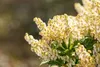 Pieris japonica 'Debutante', Japanische Lavendelheide, Produktbild-Vorschau 8