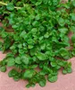 Nasturtium officinale, Brunnenkresse, ca. 9x9 cm Topf Produktbild-Vorschau 4