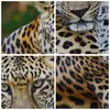 Bild auf Leinwand - Leinwandbild - Leopardpanther Katze Produktbild-Vorschau 8
