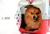 Bama Pet Transportbox 52x33x34 cm Rood/Zilver Produktbild-Vorschau 5