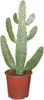 Opuncja figowa (Opuntia Consolea) - roslina doniczkowa, Podgląd zdjęcia produktu 2
