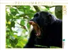 CALVENDO Puzzle Vorsicht! | 1000 Teile Lege-Größe 64x48cm Produktbild-Vorschau 2