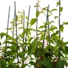Aktinidia Weiki ostrolistna męska zapylacz 1L Podgląd zdjęcia produktu 7