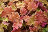 Stauden Gänge 3 x Heuchera Hybride 'Marmalade' im 1 Liter Produktbild-Vorschau 4