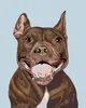 Zuty - Malen nach Zahlen - PITBULL, 40x50 cm, mit Produktbild-Vorschau 1