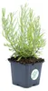 6 Pflanzen Blauer Lavendel 'Hidcote', Lavandula Produktbild-Vorschau 5