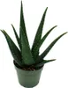 Aloe MEDIVERA Equator - Nová odroda Aloe vera - 14 cm Náhľad obrázku produktu 2