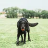 Chuckit Breathe Right Fetch Ball Arancione Anteprima dell’immagine prodotto 14