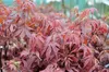 Acer palm. 'Skeeter's Broom' - Japanischer Fächerahorn 50- Produktbild-Vorschau 1