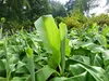 Bananenstaude Banane Musa Basjoo 140 - 170 cm winterhart Produktbild-Vorschau 3