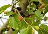 SAFLAX - Weißer Maulbeerbaum - 200 Samen - Morus alba Produktbild-Vorschau 6