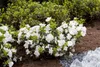 Rhododendron obtusum 'Schneeperle', weiß, 15–20 cm Produktbild-Vorschau 1