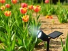 Solar Gartenstrahler Nelis mit 8LED 120lm Solarleuchte Produktbild-Vorschau 4