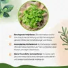 Enseleits 3er Set Zitronenmelisse, Marktfrische Qualität Produktbild-Vorschau 4
