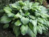 Stauden Gänge 3 x Hosta Kollektion im 1 Liter Topf - Produktbild-Vorschau 6