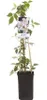 Clematis montana ‘Rubens’ – Rosa Berg-Waldrebe | Duftende, Produktbild-Vorschau 2