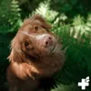 A dog is sitting in ferns. Produktbild-Vorschau