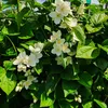 Filadelfo (Philadelphus) Rosace 1L Anteprima dell’immagine prodotto 4