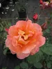 Strauchrose Westerland® - Rosa Westerland® - kupferorange - Produktbild-Vorschau 2