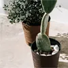 Two potted plants, a cactus and a leafy plant, sit on a light-colored surface, possibly outdoors. Produktbild-Vorschau